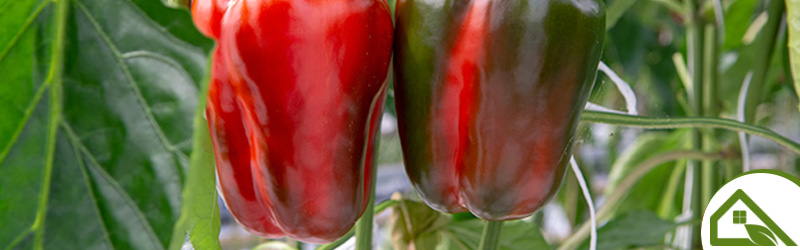 Why do green peppers never taste as nice as red or orange ones?