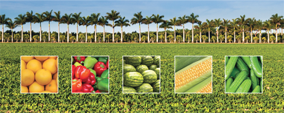 Palm Trees and Perishables - Produce Blue Book