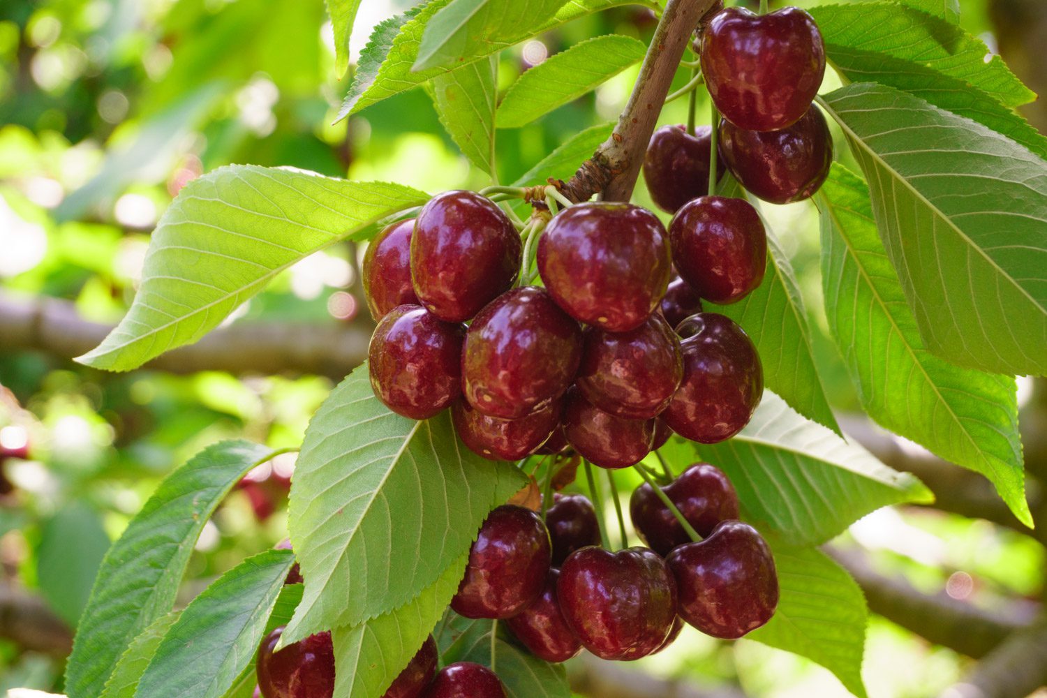 Stemilt anticipates improved California cherry season Produce Blue Book