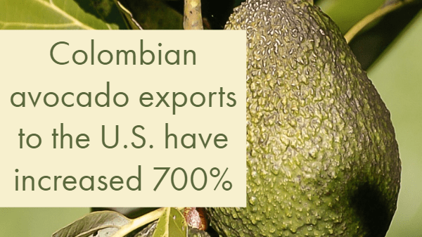 colombian avocado imports