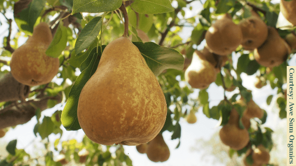 Awe Sum Organics - Our fresh, NEW CROP, Organic Bartlett Pears are