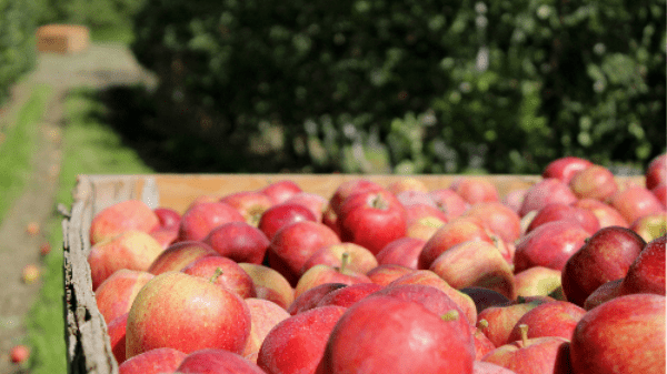 Save on Stemilt Organics Lil Snappers Apples Honeycrisp Order Online  Delivery
