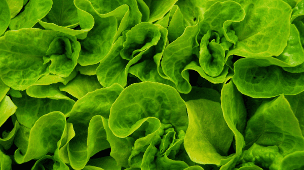 D'Arrigo California now offers baby gem lettuce - Produce Blue Book