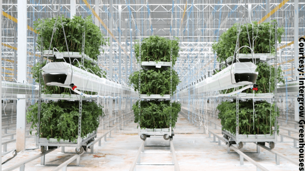 intergrow greenhouse