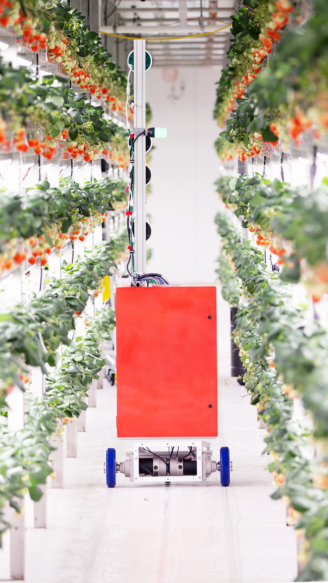 Oishii Opens World’s Largest Vertical Strawberry Farm In New Jersey ...