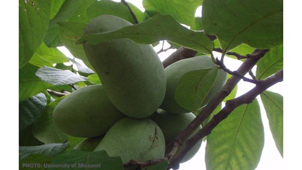 pawpaw fruit