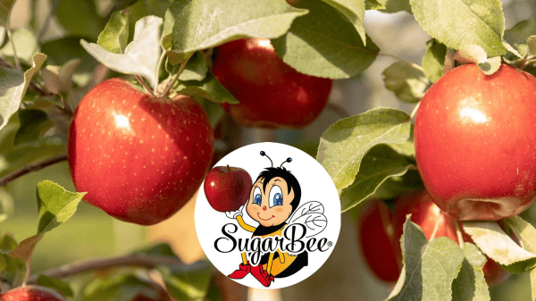 Sugar Bee Apples have arrived! - Kowalski's Lyndale Market