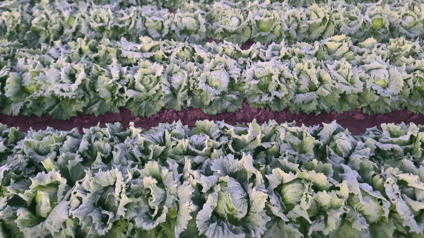 lettuce ice markon 12-13-22