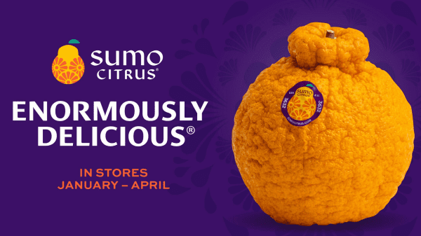 Sumo Citrus to Harvest Its Largest Crop - Citrus Industry Magazine