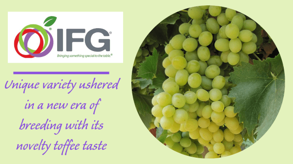 IFG celebrates 20-year anniversary of Cotton Candy grape - Produce Blue Book