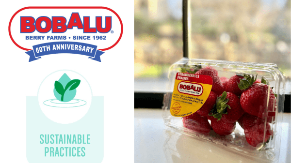https://www.producebluebook.com/wp-content/uploads/2023/03/Bobalu-Berries-Suatainable-Packaging-Final-Banner.png