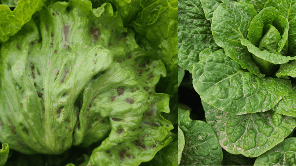 D'Arrigo California now offers baby gem lettuce - Produce Blue Book