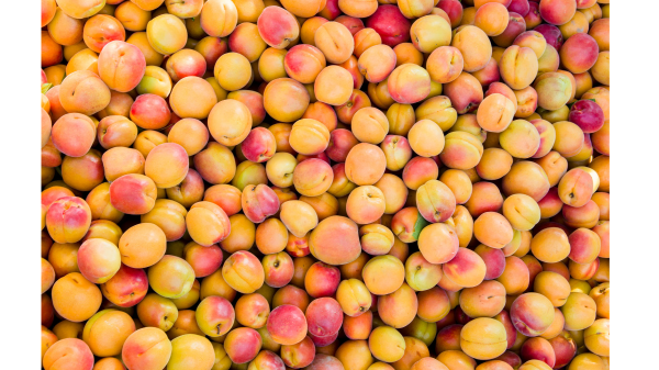 Stemilt's 2023 Washington Apricot Crop Brings Promotable Volume