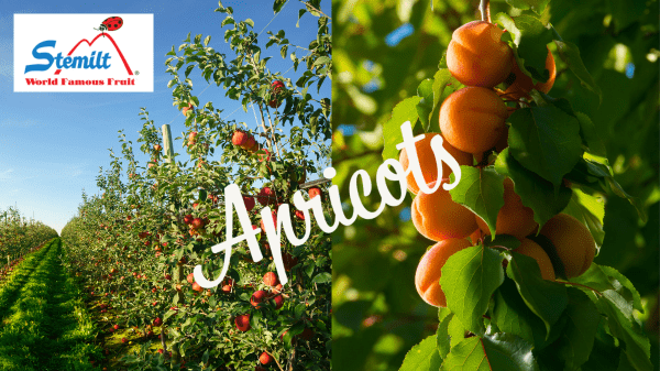 Stemilt's apricot crop forecast for more volume, bigger size - Produce Blue  Book