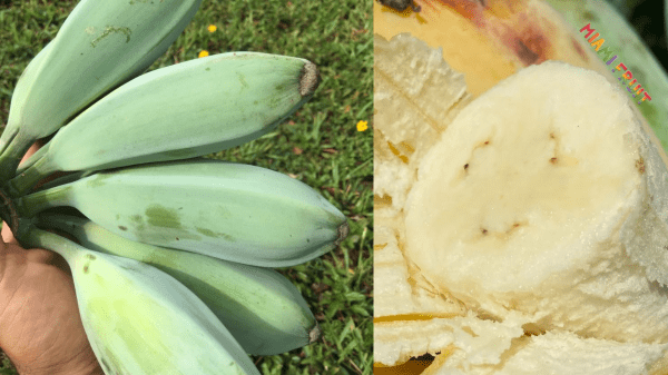 What is a blue banana and why does it exhibit such an intriguing colour?