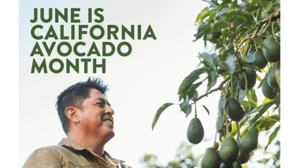 california avocado month