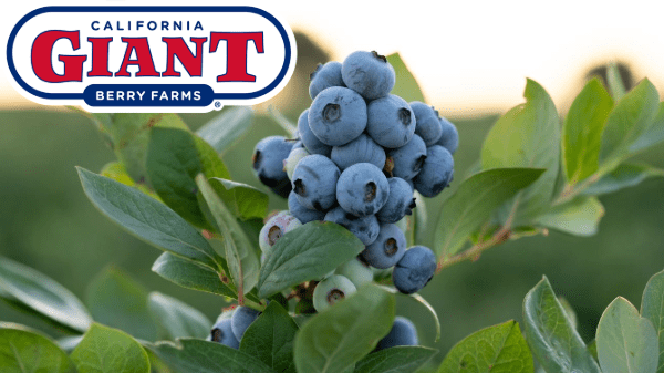 cal giant blueberries