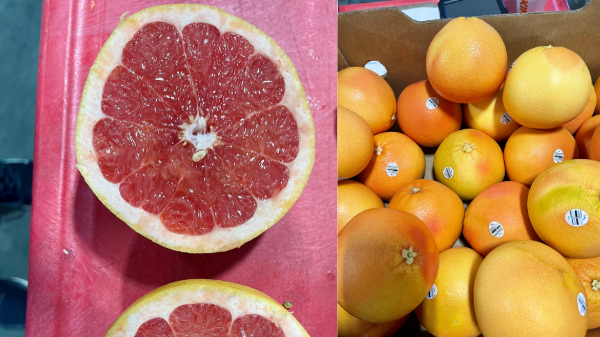 lgs red grapefruit