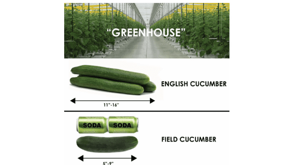 ogvg cucumbers