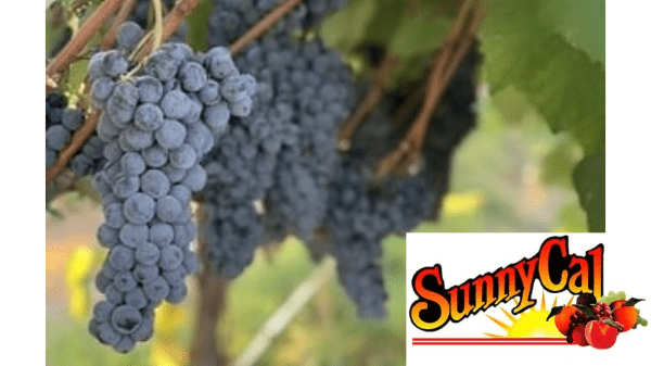 sunny cal grapes