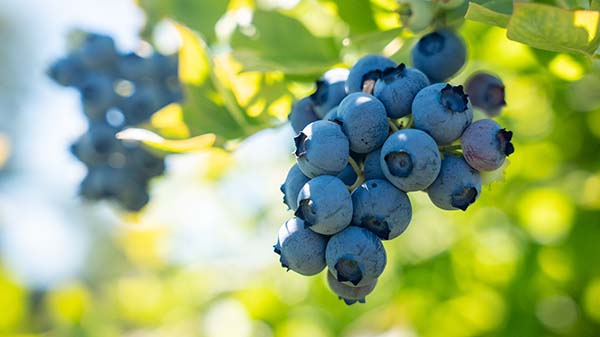 superfresh blueberries