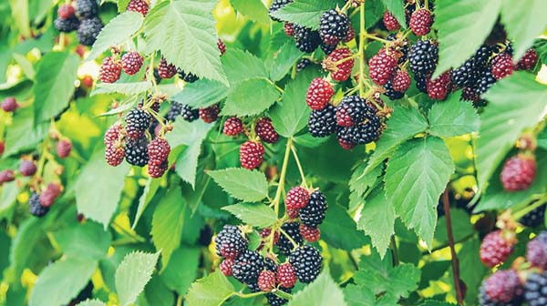 walmart agritask blackberries