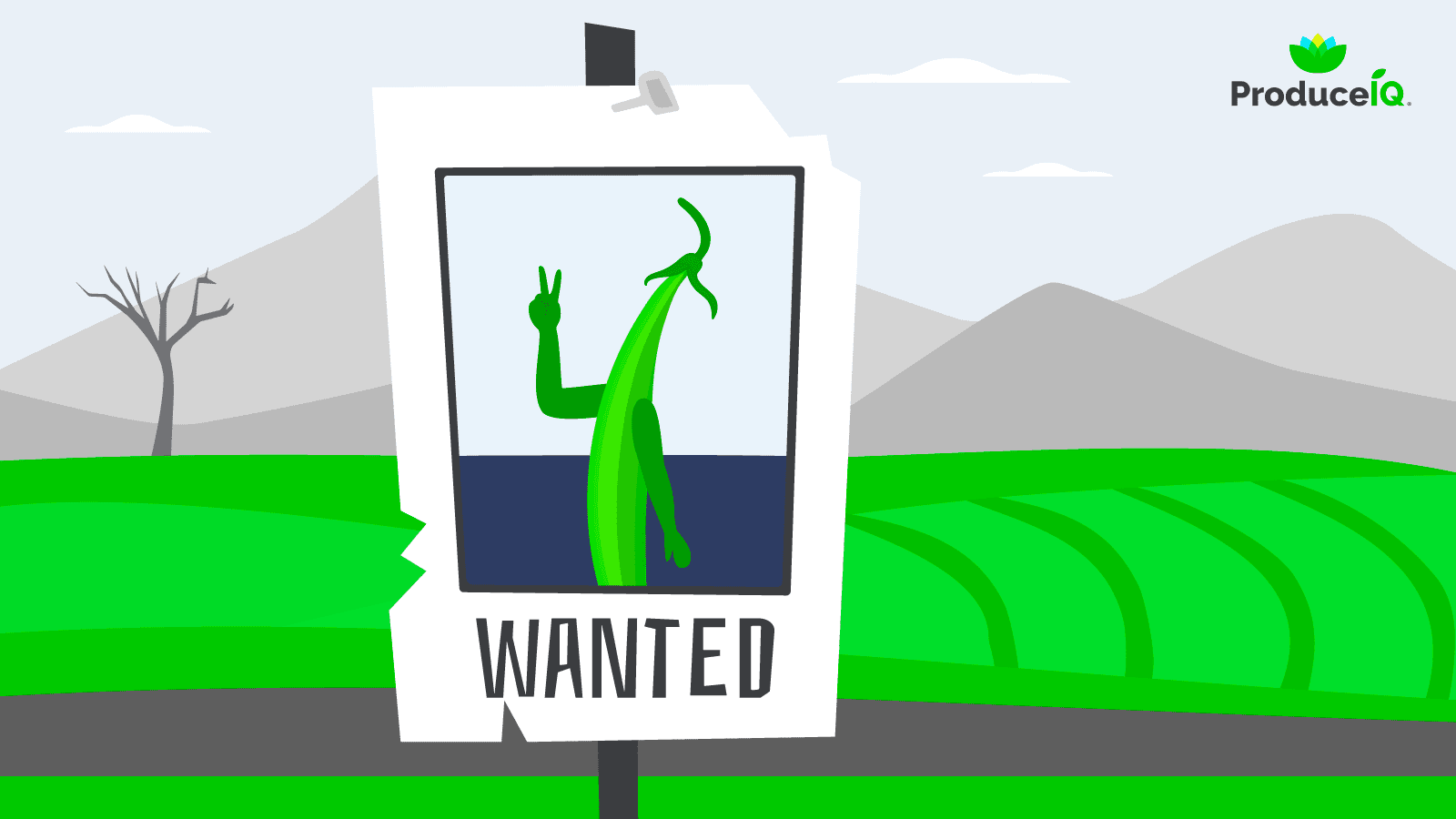 Green-beans-wanted