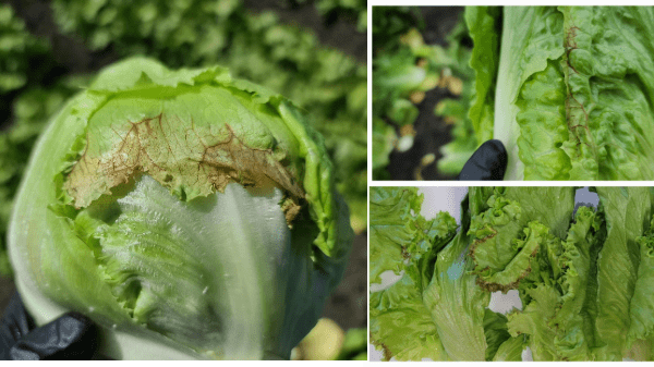 West Coast heat wave affecting lettuce, vegetable quality - Produce ...