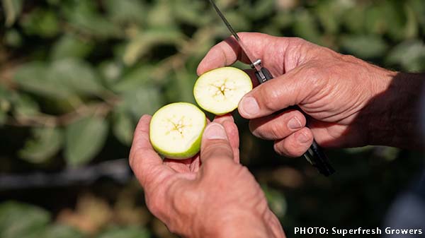 hands cutting an immature apple