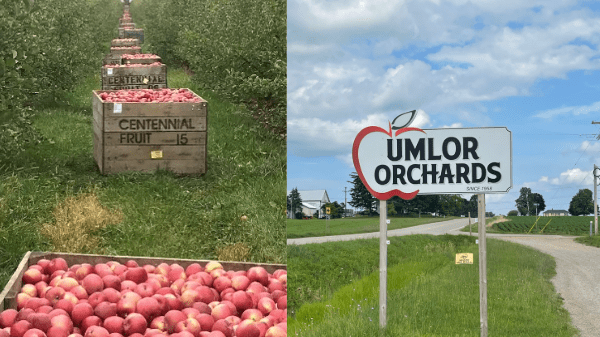 umlor orchards apples