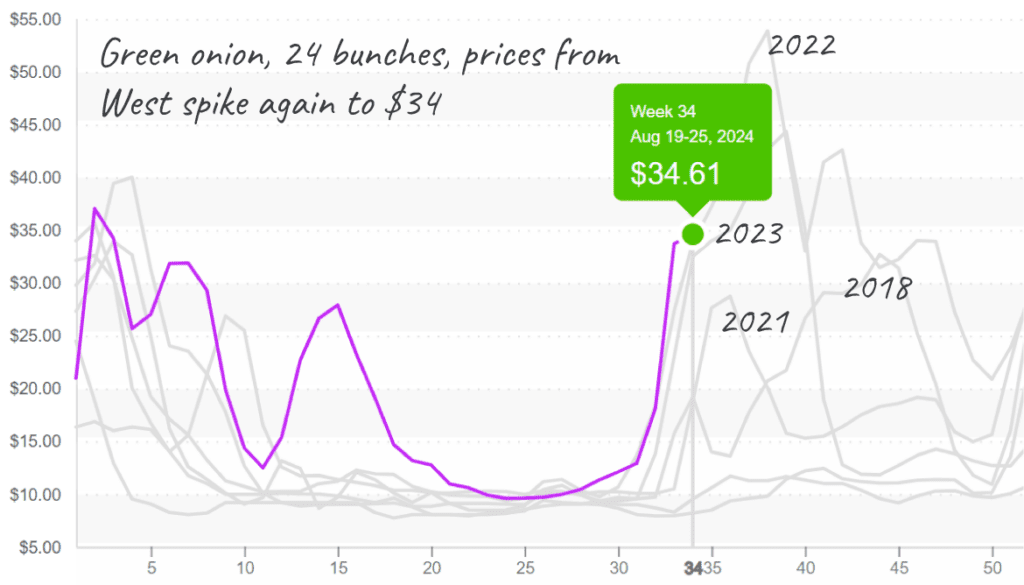 Green-onion-graph-august26-2024