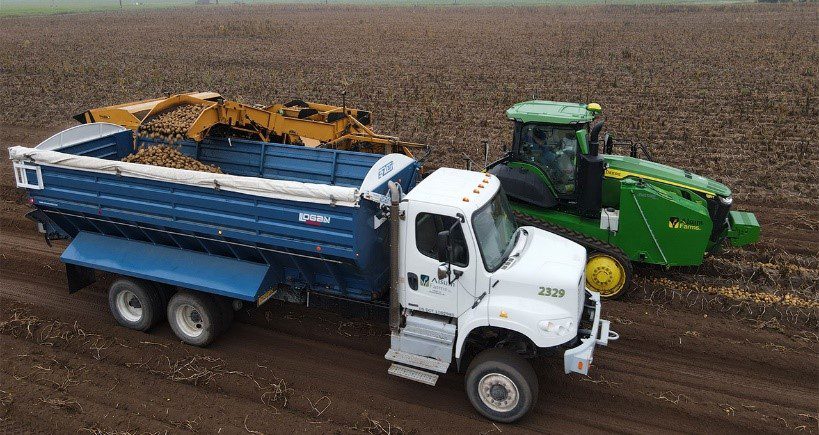 alsum potato harvest