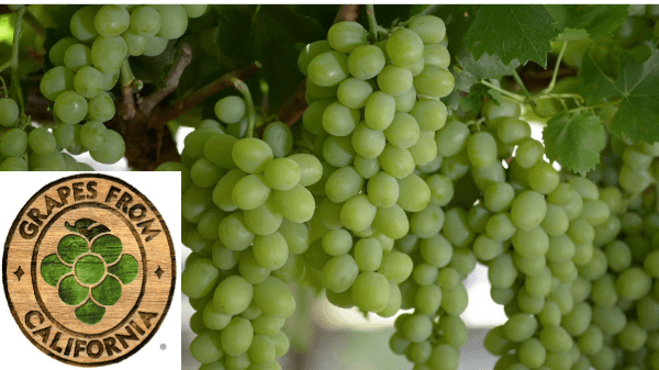 california grapes 2024