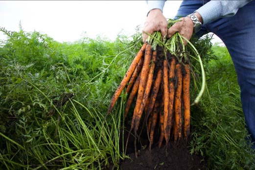 fresha carrot harvest