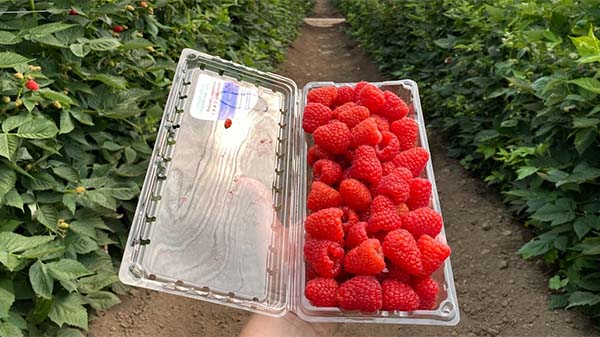 packaged raspberries