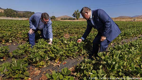 strawberry field day