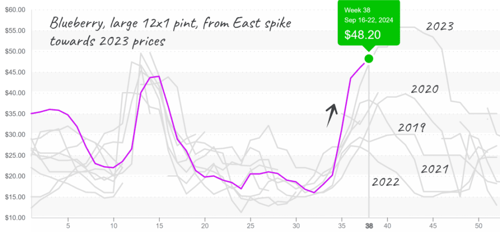 Blueberry-graph-sept23-2024