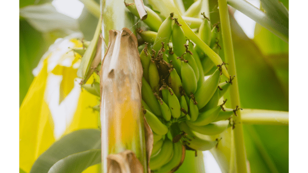 chiquita yelloway one banana