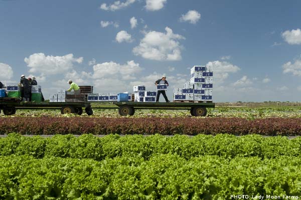 lady fmoon farms