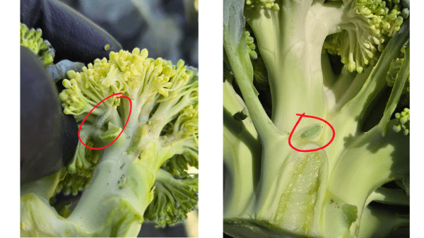 markon broccoli moths