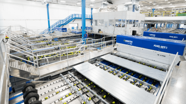 stemilt pear packing line