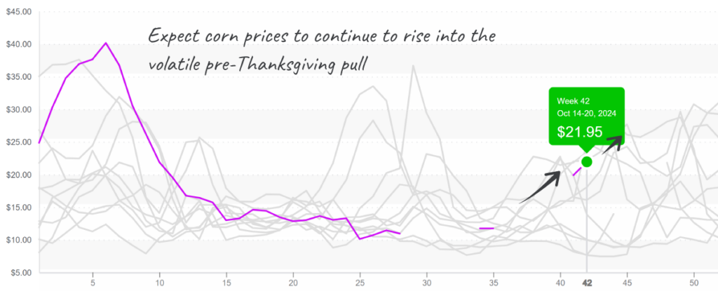 Corn-graph-october21-2024