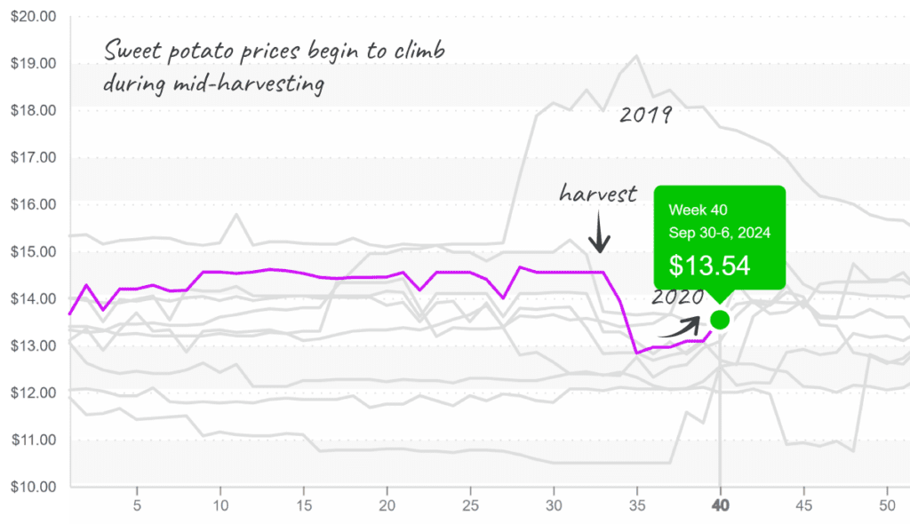 Sweet-potato-graph-oct7-2024