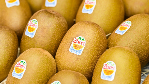 zespri kiwifruit sticker