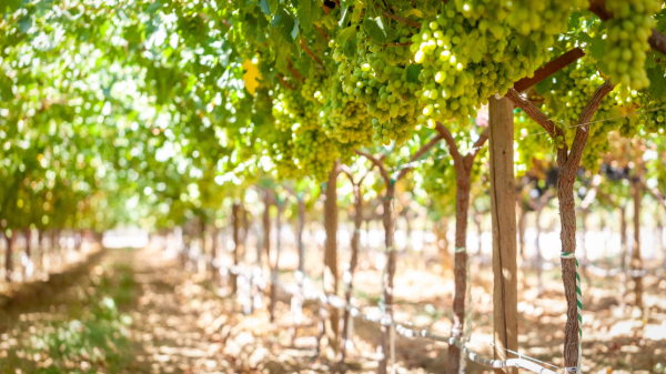 bloom fresh grapes