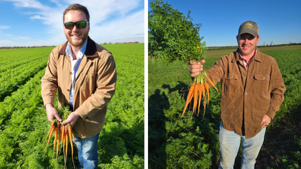 fresha georgia carrots