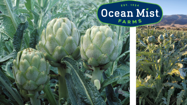 ocean mist artichokes in field