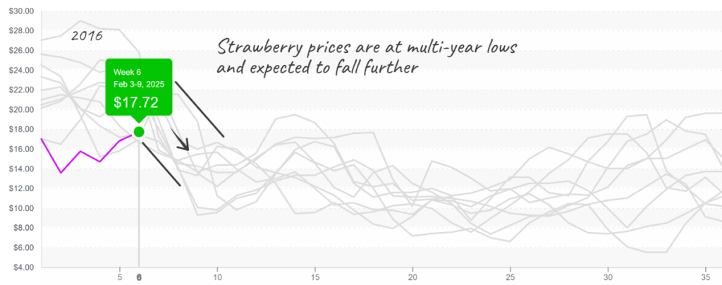 Strawberry-graph-feb10-2025