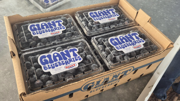 calif giant blueberries