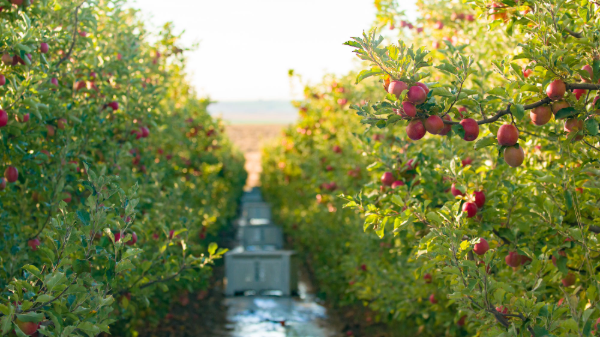 stemilt pink lady apples